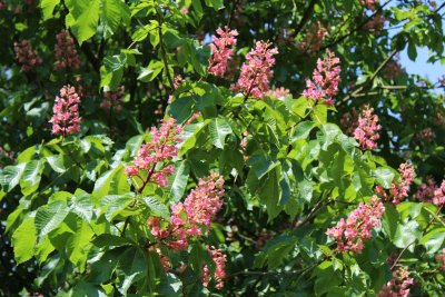 Aesculus x carnea - jírovec pleťový - květenství a listy